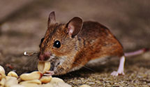 24 Hour & Emergency Exterminators in Bartahatchie, MS